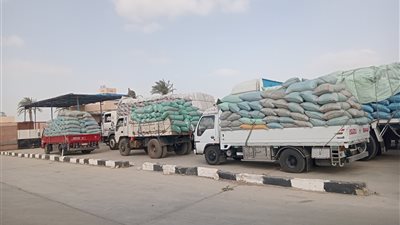 توريد 15 ألف و842 طنًا من القمح المحلي للشون والصوامع ببني سويف