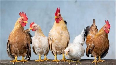 أسعار الدواجن اليوم الإثنين 24-4-2023 في الأسواق المصرية 