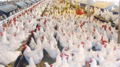 الساسو بـ115 جنيها.. أسعار الفراخ والبيض اليوم الأربعاء 12 يوليو في بورصة الدواجن والأسواق