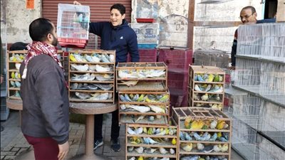 سوق طيور الزينة بالإسكندرية يحوي الروائع والبدائع.. والأطفال أكثر رواد السوق