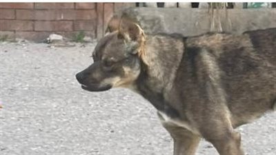 ملابسات فيديو التعدي على الكلاب الضالة وإطلاق النيران تجاهها 