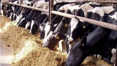 جمعية الخبراء: تنمية الثروة الحيوانية تبدأ من التيسيرات الضريبية لمصانع الأعلاف