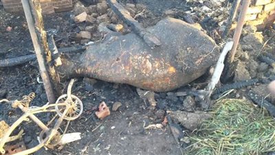 نفوق مواشي إثر اندلاع حريق فى حظيرتين بالمنوفية