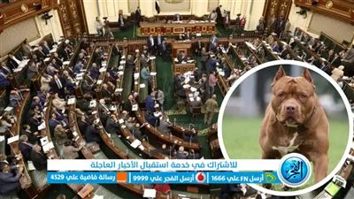 نائبة تطالب بخفض سن مصطحب الكلب لـ15 والحكومة تتمسك بـ18 عاما للحيازة 