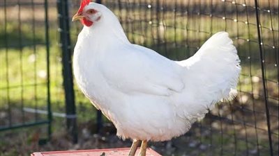 تطورات أسعار بورصة الدواجن العمومية وانخفاض سعر الفراخ البيضاء