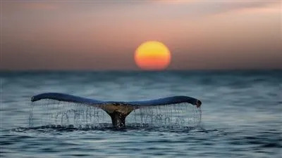 دعاء سيدنا يونس عليه السلام.. تعرف عليه 