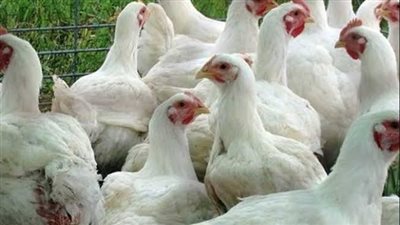أسعار الفراخ اليوم الأربعاء 3-5-2023 بالأسواق