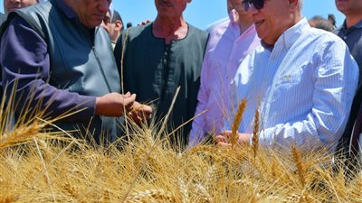 محافظ بورسعيد يشهد حصاد محصول القمح بشرق بورسعيد بمنطقة سهل الطينة