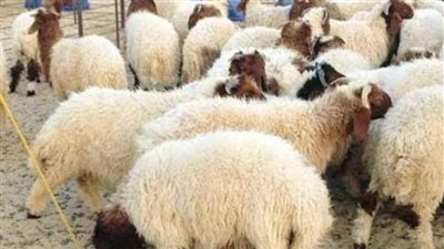 صك الأضحية 2023.. ننشر أسعار مشروع صكوك الأوقاف