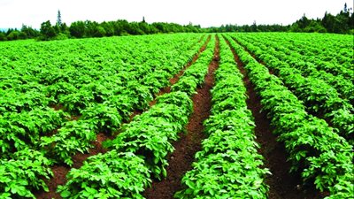 متحدث الزراعة: نصيب الفرد لا يتعدى 2 قيراط من الأراضي الزراعية