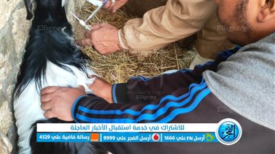 نشاط مكثف لـ 