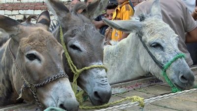 اليوم العالمي للحمار.. سر اختيار 8 مايو للاحتفال بـ 