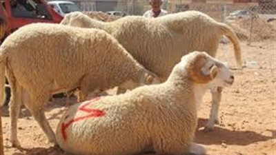 أسعار المواشي قبل عيد الأضحى 2023