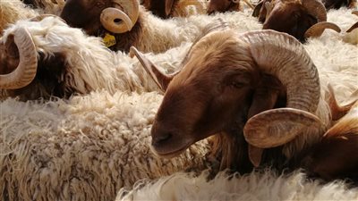 أسعار خرفان عيد الأضحى 2023.. تعرف على أسعار المواشي