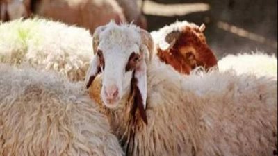 بتخفيضات تصل إلى 30%|أسعار اللحوم وأضاحي عيد الأضحي 2023 بمنافذ وزارة الزراعة (جميع المحافظات)