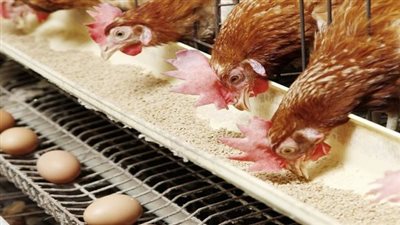 شعبة منتجي الدواجن تزف بشرى سارة عن الأسعار