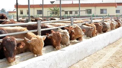 انخفاض أسعار المواشى قبل عيد الأضحى 2023