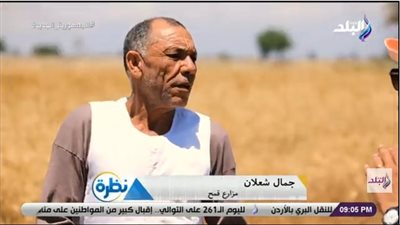 أحد مزارعي القمح: المحصول في زيادة وسعر التوريد محترم (فيديو)