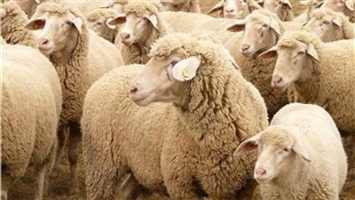 موعد عيد الأضحى ووقفة عرفات 2023.. اعرف عدد أيام الإجازة