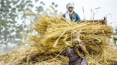 بعد الحافز الإضافي لشراء القمح.. مشتريات مصر من القمح المحلي تصل إلى 2.7 مليون طن 