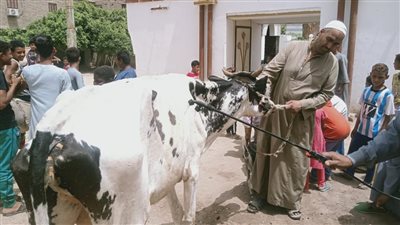 لزيادة الثروة الحيوانية.. قافلة بيطرية مجانية في قرى مركز دشنا بقنا