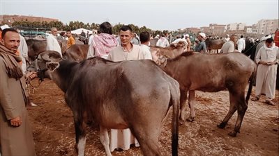 عيد الاضحي 2025.. سعر كيلو العجول قائم والاضاحي اليوم الاثنين 2-6-2025 في محافظات مصر 