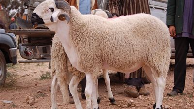 تعرف على أسعار الأضاحي قبل عيد الأضحى 2023