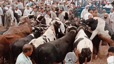 أسعار المواشي قبل عيد الأضحى في محافظة الدقهلية