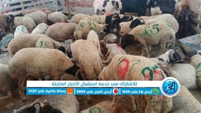 قبل العيد الكبير.. أسعار الخراف والماعز اليوم 27 مايو وكيف تختار الأضحية المناسبة؟ 