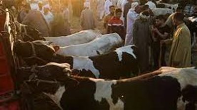 أسعار الأبقار في مصر قبل عيد الأضحى
