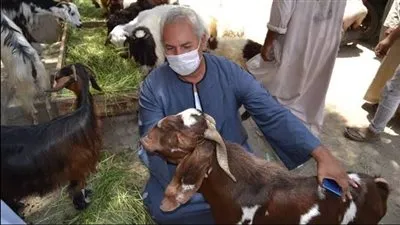 بـ115 جنيه للكيلو.. نقيب الفلاحين يكشف أسعار الأضاحي