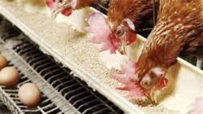 61 جنيه للكيلو.. شعبة الدواجن تتوقع انخفاض الأسعار بالفترة المقبلة