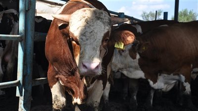 قبل عيد الأضحى المبارك.. تعرف على أسعار المواشي اليوم واختيار الأضحية المناسبة 