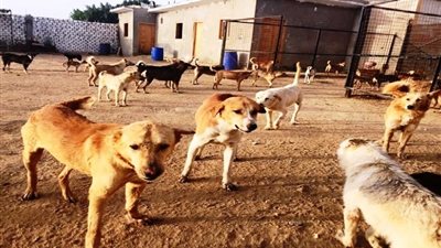 الطب البيطري بأسوان يكشف سبب إنشاء أول تجمع لإيواء الكلاب الضالة (فيديو)