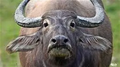 أسعار الجاموس قبل عيد الأضحى 2023.. تعرف على سعر الخرفان والماعز والأبقار 