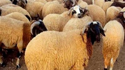 قبل العيد.. تعرف على أسعار الأضاحي 2023