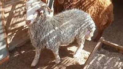 أسعار  خروف العيد  2023