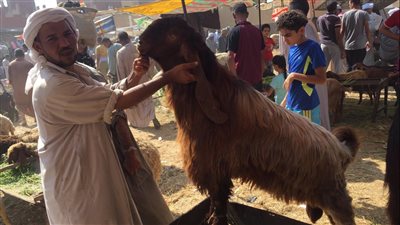 أسعار اللحوم بالأسواق.. وركود في سوق الاضاحي 