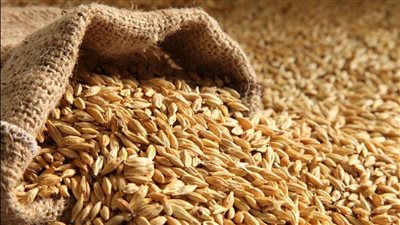 تعاود الارتفاع محليا| أسعار الأرز الشعير تتجاوز إلـ 17 ألف جنيه للطن