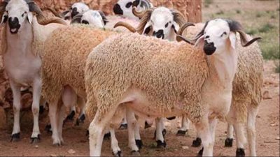 قبل عيد الأضحى.. شاهد تفاصيل الأضحية المناسبة من الأغنام 