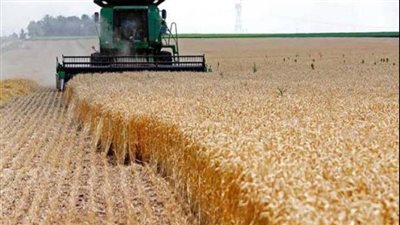 التموين تكشف حقيقة شراء القمح من توشكا بالدولار (فيديو)