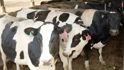 كم سعر أسعار المواشى في مصر 2023 قبل عيد الأضحى 