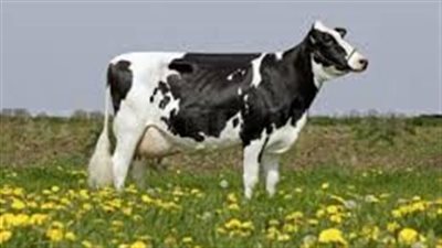 عيد الأضحى 2023.. أسعار المواشي ارتفاع في الأسعار وهدوء في الأسواق والطلب 