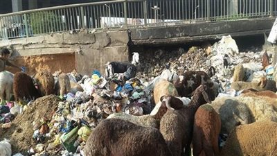 مع اقتراب عيد الأضحى.. متخصص يحذر من لحوم الحيوانات تتغذى على المخلفات