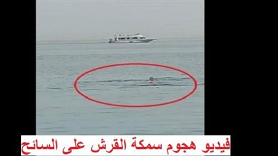 عاجل - فيديو خطير ومرعب +18.. قرش يلتهم سائحا ويقطع جسده لنصفين (تفاصيل)