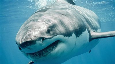 معلومات لا تفوتك عن سمكة القرش Tiger Shark المتسببة في حادث الغردقة