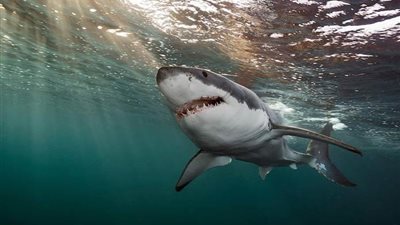 ما هي قصة سمكة قرش الغردقة والسائح الروسي؟