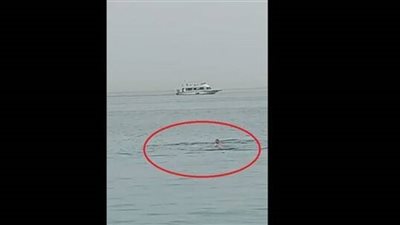 بعد هجوم الغردقة.. تعرف على قروش البحر المتوسط