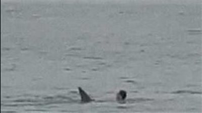 بعد هجومه على أحد السياح.. البيئة: 