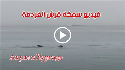 فيديو قرش الغردقة.. مشاهدة فيديو سمكة القرش لحظة الهجوم على السائح الروسي في الغردقه [ Акула в Хургаде ]